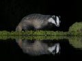 Badger, Melus melus Royalty Free Stock Photo