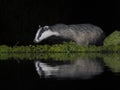 Badger, Melus melus Royalty Free Stock Photo