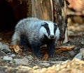 Badger in nature Royalty Free Stock Photo