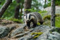 Badger navigating rocky forest terrain, showing distinctive black-and-white face markings with a backdrop of trees and Royalty Free Stock Photo