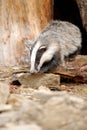 Badger