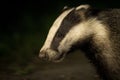 Badger at night, dark background portrait