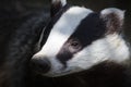 Badger Royalty Free Stock Photo