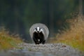 Badger running on gravel road, animal nature habitat, Germany, Europe. Wildlife scene. Wild Badger, Meles meles, animal in wood. E