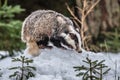 Badger running in snow czech republic
