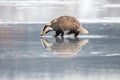 Badger running in snow, winter scene with badger Royalty Free Stock Photo