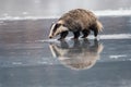 Badger running in snow, winter scene with badger Royalty Free Stock Photo