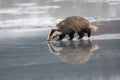 Badger running in snow, winter scene with badger Royalty Free Stock Photo