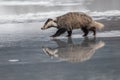Badger running in snow, winter scene with badger