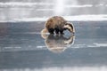 Badger running in snow, winter scene with badger