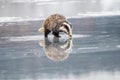 Badger running in snow, winter scene with badger Royalty Free Stock Photo