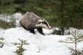 Badger running in snow czech republic
