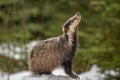 Badger running in snow europe czech republic.