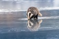 Badger running in snow, winter scene with badger Royalty Free Stock Photo