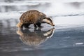 Badger running in snow, winter scene with badger Royalty Free Stock Photo