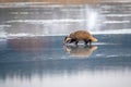 Badger running in snow, winter scene with badger