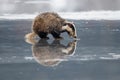 Badger running in snow, winter scene with badger Royalty Free Stock Photo