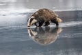 Badger running in snow, winter scene with badger Royalty Free Stock Photo