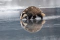 Badger running in snow, winter scene with badger