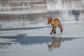 Badger running in snow, winter scene with badger Royalty Free Stock Photo