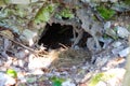 Badger`s den with nesting at the entrance