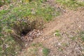 Badger setts at the ground Royalty Free Stock Photo