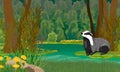 Badger on the shore of a forest swamp. Dark summer forest with shrubs and yellow flowers.