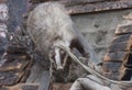Badger, a short legged omnivore