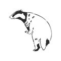 Badger sketch drawing isolated on white background