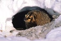 Badger Snarling in Snow Royalty Free Stock Photo