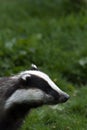 Badger sniffing