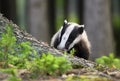 Badger sniffing