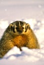 Badger in Snow Royalty Free Stock Photo