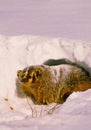 Badger in Snow Royalty Free Stock Photo