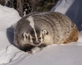 Badger in the Snow Royalty Free Stock Photo