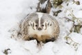 Badger In The Snow Royalty Free Stock Photo