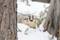 Badger In The Snow Royalty Free Stock Photo