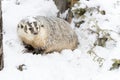 Badger In The Snow Royalty Free Stock Photo