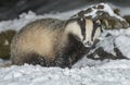 Badger in snow Royalty Free Stock Photo