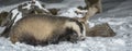 Badger in snow Royalty Free Stock Photo