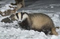 Badger in snow Royalty Free Stock Photo