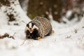 European badger Meles meles Royalty Free Stock Photo