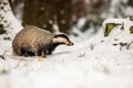 European badger Meles meles Royalty Free Stock Photo