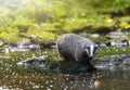 Badger is standing on a stone in the middle of a stream