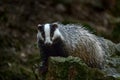 Badger on the stone in the forest. Hidden in bushes of cranberries. Nice wood in the background, Germany, Europe wildlife