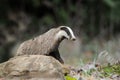 Badger on stone in the spring forest