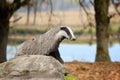 Badger on stone in the spring forest