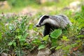 Badger Royalty Free Stock Photo