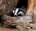 Badger Royalty Free Stock Photo