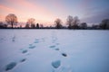 badger tracks across a snowy meadow at twilight Royalty Free Stock Photo